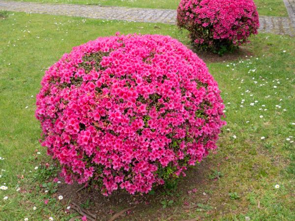 Rhododendron Pruning in Saint Johns