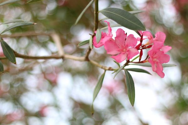 Oleander Removal in Saint Johns