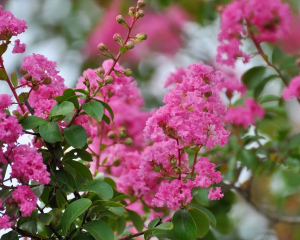 Crepe Myrtle Removal in Saint Johns