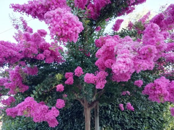 Crape Myrtle Pruning in Saint Johns