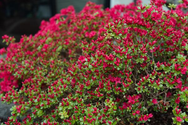 Weigela Removal Service in Saint Johns