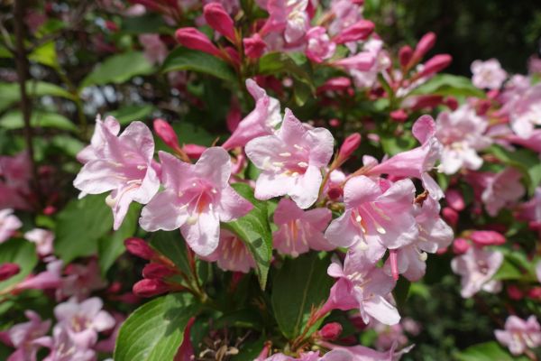 Weigela Pruning Service in Saint Johns