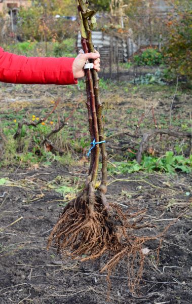 Shrub Root Removal in Saint Johns
