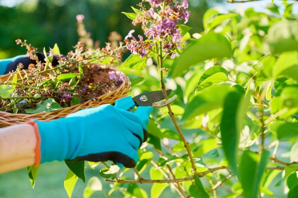 Lilac Trimming Service in Saint Johns