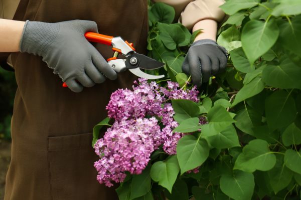 Lilac Pruning Service in Saint Johns