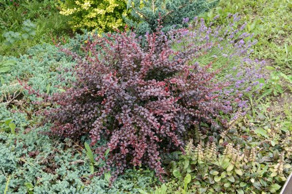 Japanese Barberry Removal in Saint Johns