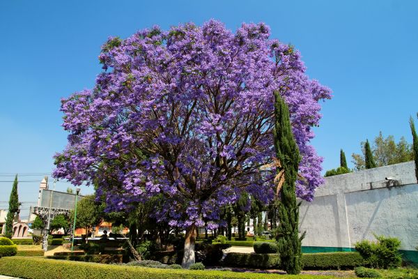 Jacaranda Pruning in Saint Johns