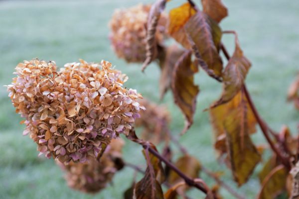 Hydrangea Removal in Saint Johns