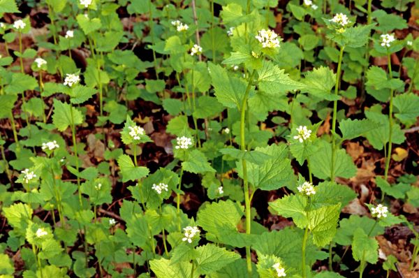 Garlic Mustard Removal in Saint Johns