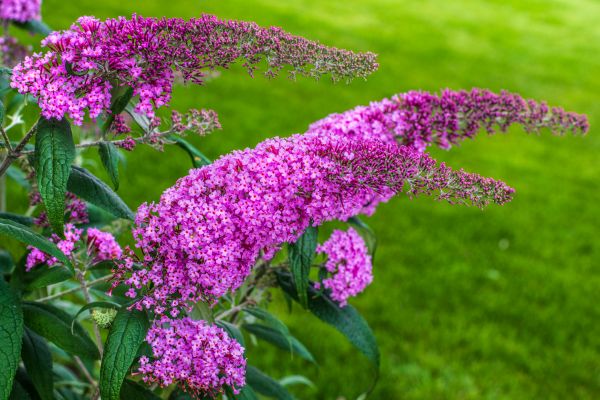 Butterfly Bush Removal in Saint Johns