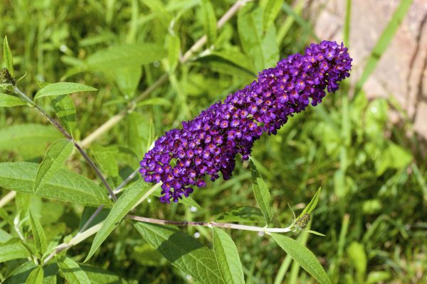 Butterfly Bush Pruning in Saint Johns