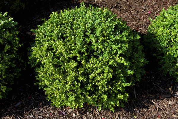 Boxwood Removal in Saint Johns