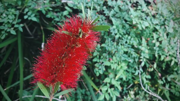 Bottlebrush Pruning in Saint Johns