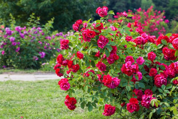 Shrub Trimming in Saint Johns