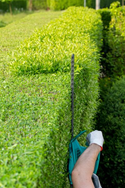 Hedge Trimming in Saint Johns