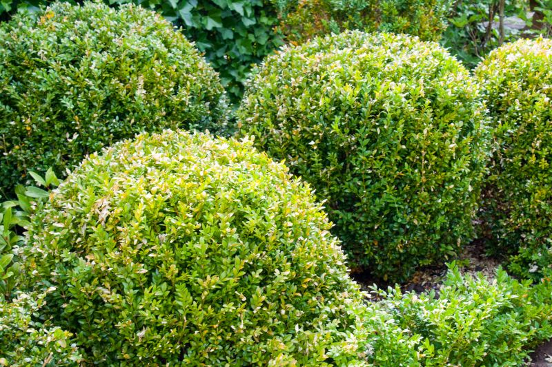 Trimmed Boxwood